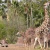 gladys porter zoo-giraffe