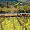 napa valley wine train california- passing grape orchard