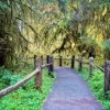 Hoh Rain Forest- Washington States- trail