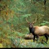 Hoh Rain Forest- Washington States- deer