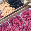 Richland Farmers Market  Wa-rasberry