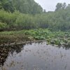 Tacoma Nature Center-JB Lewis-McChord-swamp