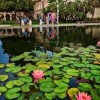 BALBOA PARK san diego-water lily