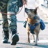 Petco- Joint Base Lewis McChord- training