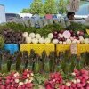 Valley Mall Farmers Market Wa-veg