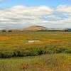 San Pablo Bay National Wildlife Refuge- Travis AFB- marsh
