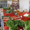 Bastrop 1832 Farmers Market-kale