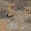 Mission Trails Regional Park-deer
