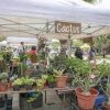 Brownsville Farmers’ Market  texas -cactus