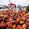 Harker Heights Farmers Market-peach