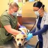 VETERINARY SERVICES- NSA BETHESDA- 1
