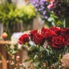 Roses in Yokosuka, Japan