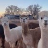 Windrush Alpacas Clovis-four alpacas - Copy