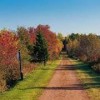 Bethesda Trolley Trail- trees