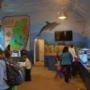 Glen Echo Park Aquarium- dolphine