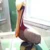 ATLANTIC WILDFOWL HERITAGE MUSEUM-bird1