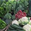 Lynden Farmers Market-kale