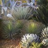 The Ruth Bancroft Garden- Travis AFB- plants
