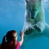 Girl and the Polar Bear in Tacoma, Washington State