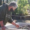The Il Fiorello Olive Oil Company California- olives