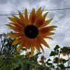Newport Farmers Market WA-sunflower