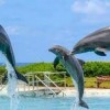 Sea Life Park Hawaii-dolphine