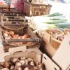 anacortes farmers market-mushroon