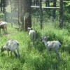 Bear Country USA Rapid City-goat