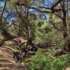 Tecolote Canyon Natural Park and Nature Center-trees