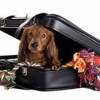 Relocation Assistance- NSA Bethesda dog with clothes