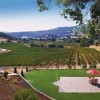 Vezer Family Vineyard California- grapes