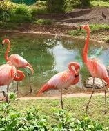 honolulu zoo-flamingo