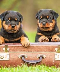 vz_odr_puppies_suitcase_750x421_sep16