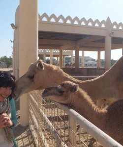 Royal Camel Farm Tour in bahrain