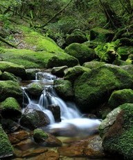 yakushima