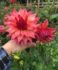 Bainbridge Island Farmers Market-flowers