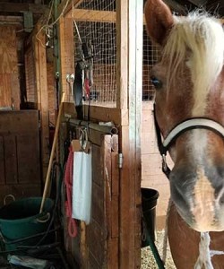 Stable7
