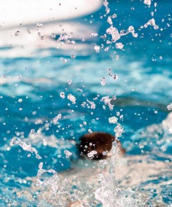 ISLAND CLUB POOL- NAS NORTH ISLAND splash