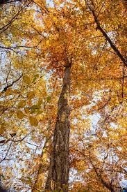 Julius J Knobeloch Woods Nature Preserve- tree