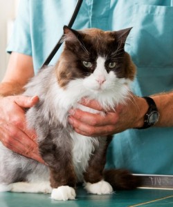 Animal Care in New London Connecticut