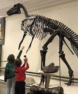 Museum of Geology rapid city-skeleton