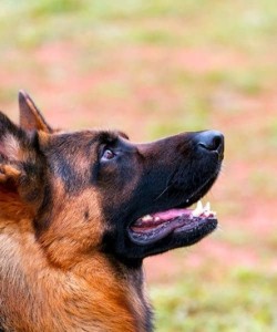 Shipping Pets-Cannon AFB-k9