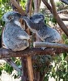 Australian Outback San Diego-koala