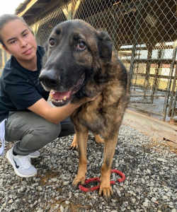The staff and the friendly dog in Kentucky, Fort Campbell