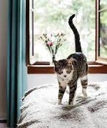 Clovis Veterinary Hospital-Cannon AFB-cat