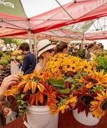 dupont farmers market wa state-flowers