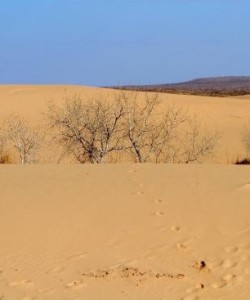 Mescalero Sands North Dune OHV Area-foot prints