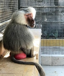 Tasneem Zoo Monkey in Bahrain