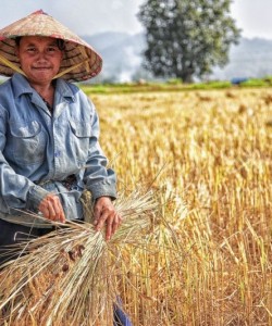 Harvesting