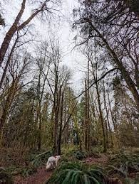 olympic view park silverdale-trees